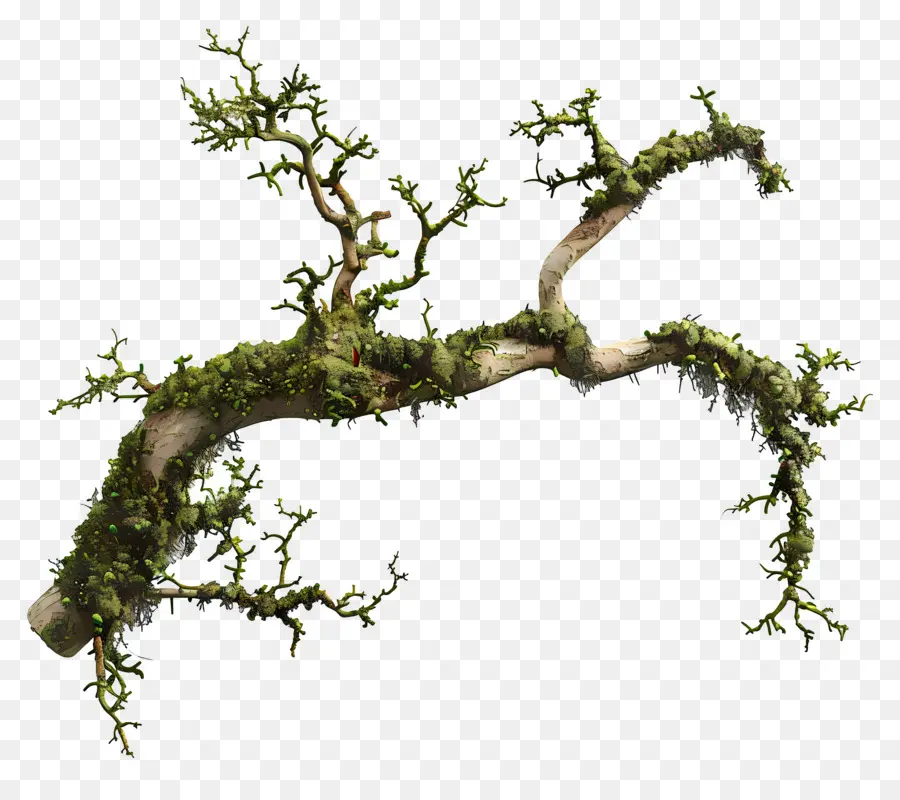 Mousse De Branche D'arbre，Branche Moussue PNG