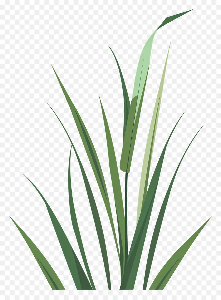 Brin D'herbe，Herbe PNG