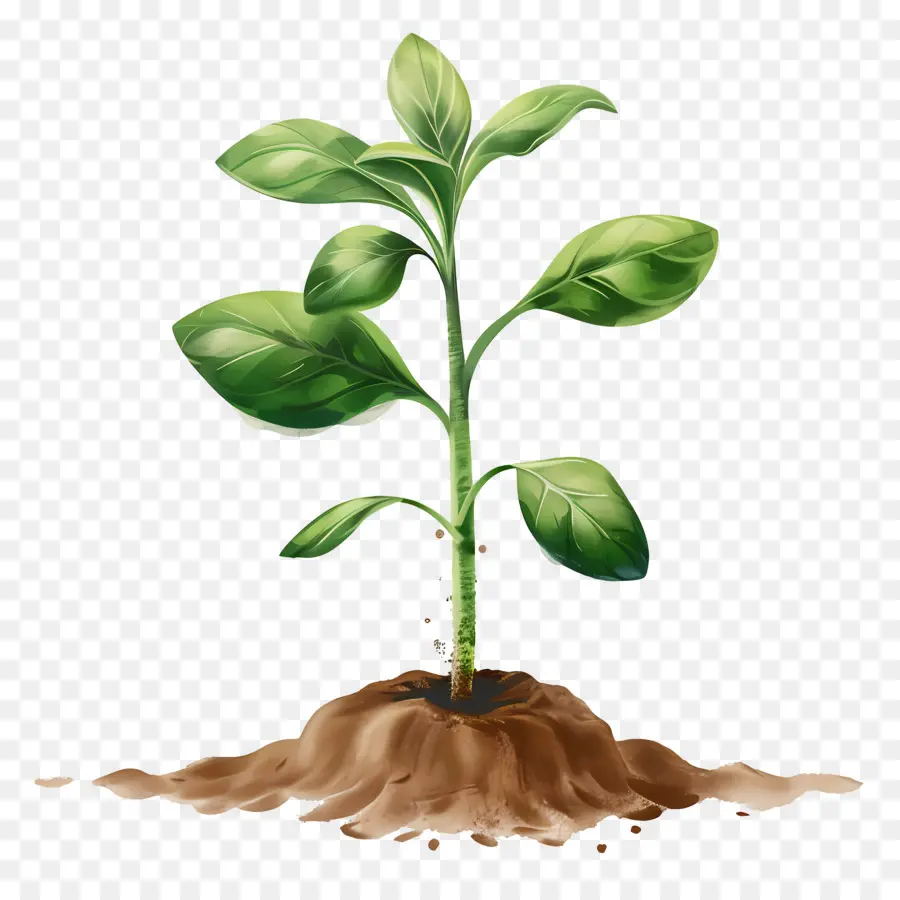 Plante à Germes Verts，Usine PNG