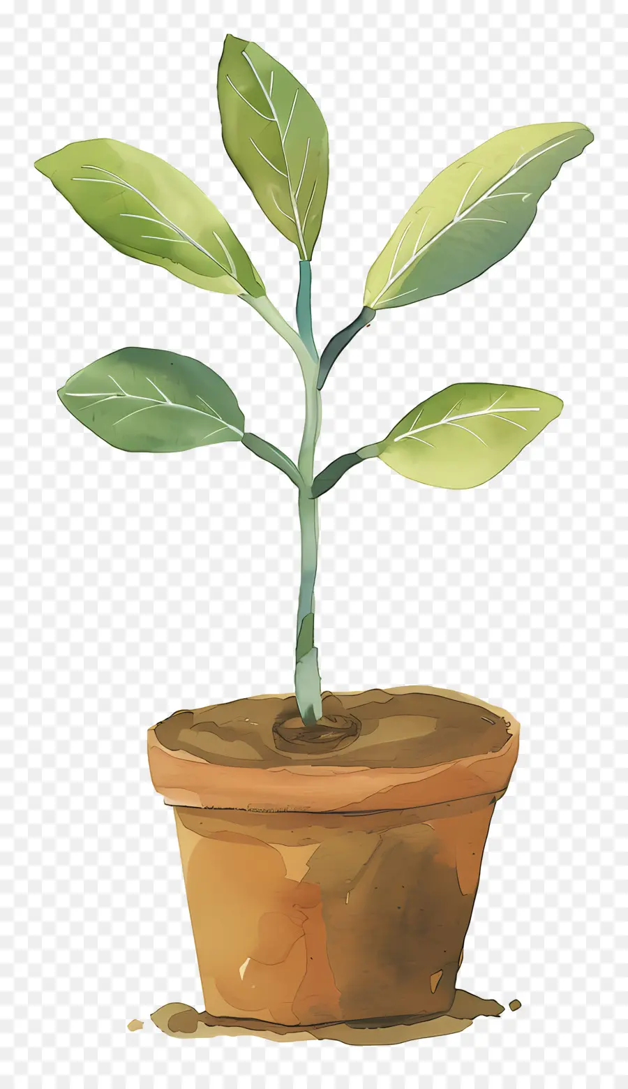 Plante à Germes Verts，Plante En Pot PNG