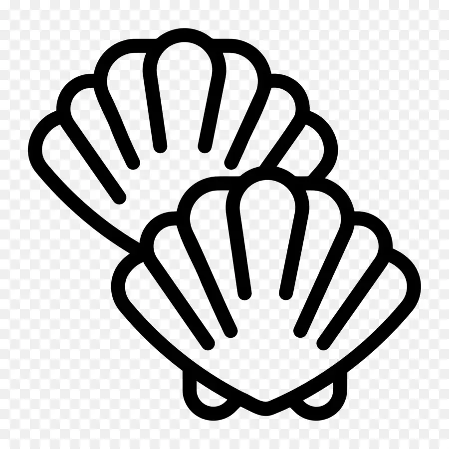 Coquilles，Coquillages PNG