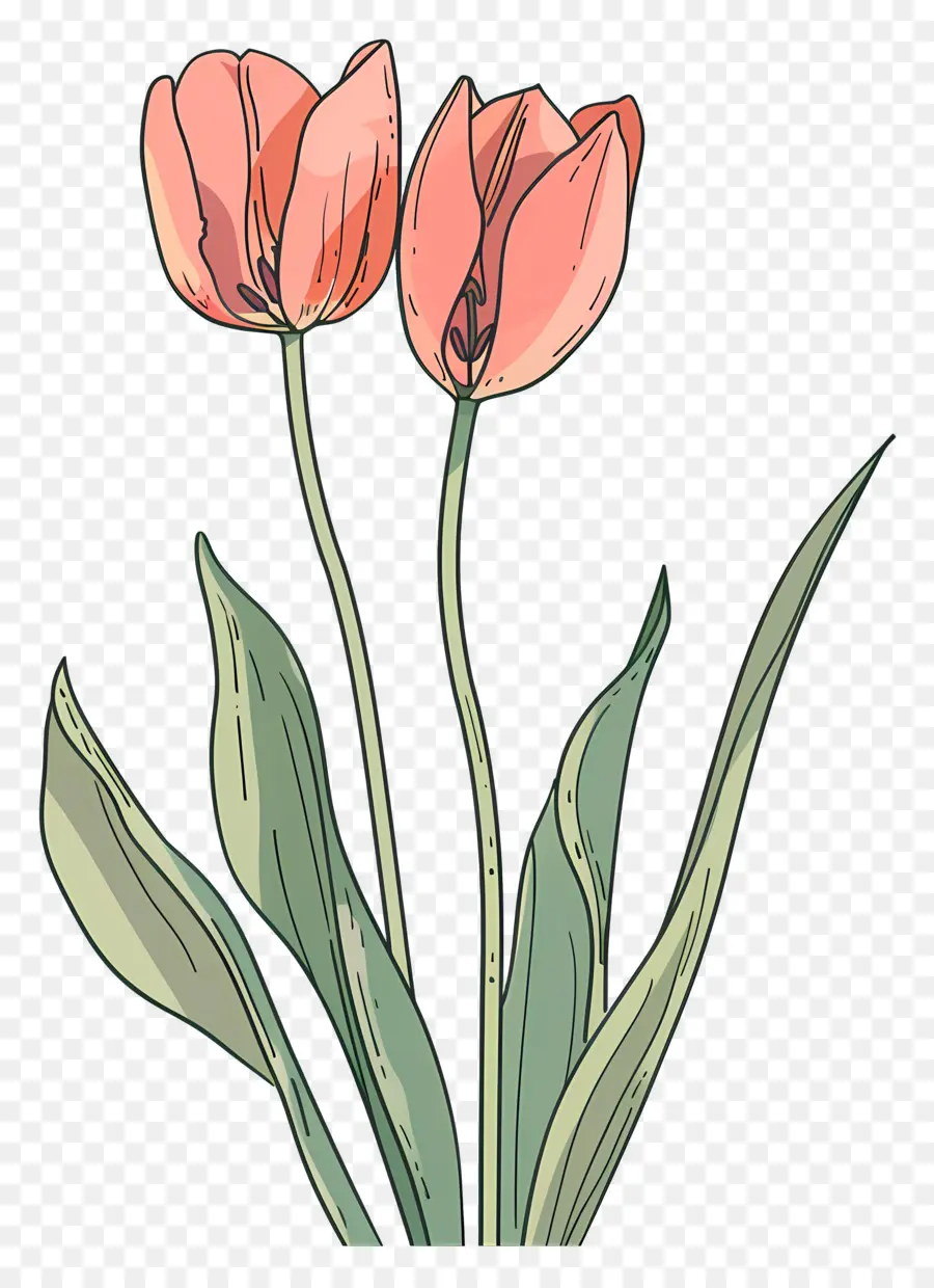 Fleur De Tulipe，Tulipes PNG