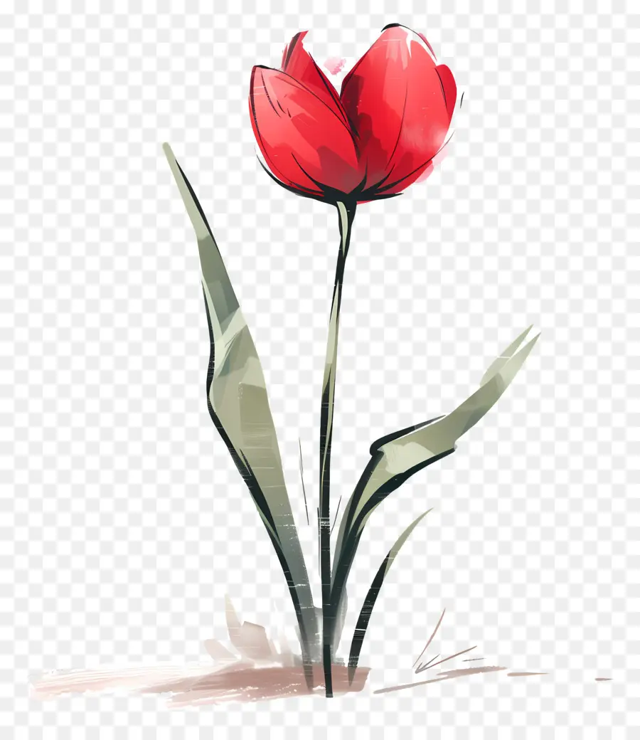 Tulipe Fleur，Fleur Rouge PNG