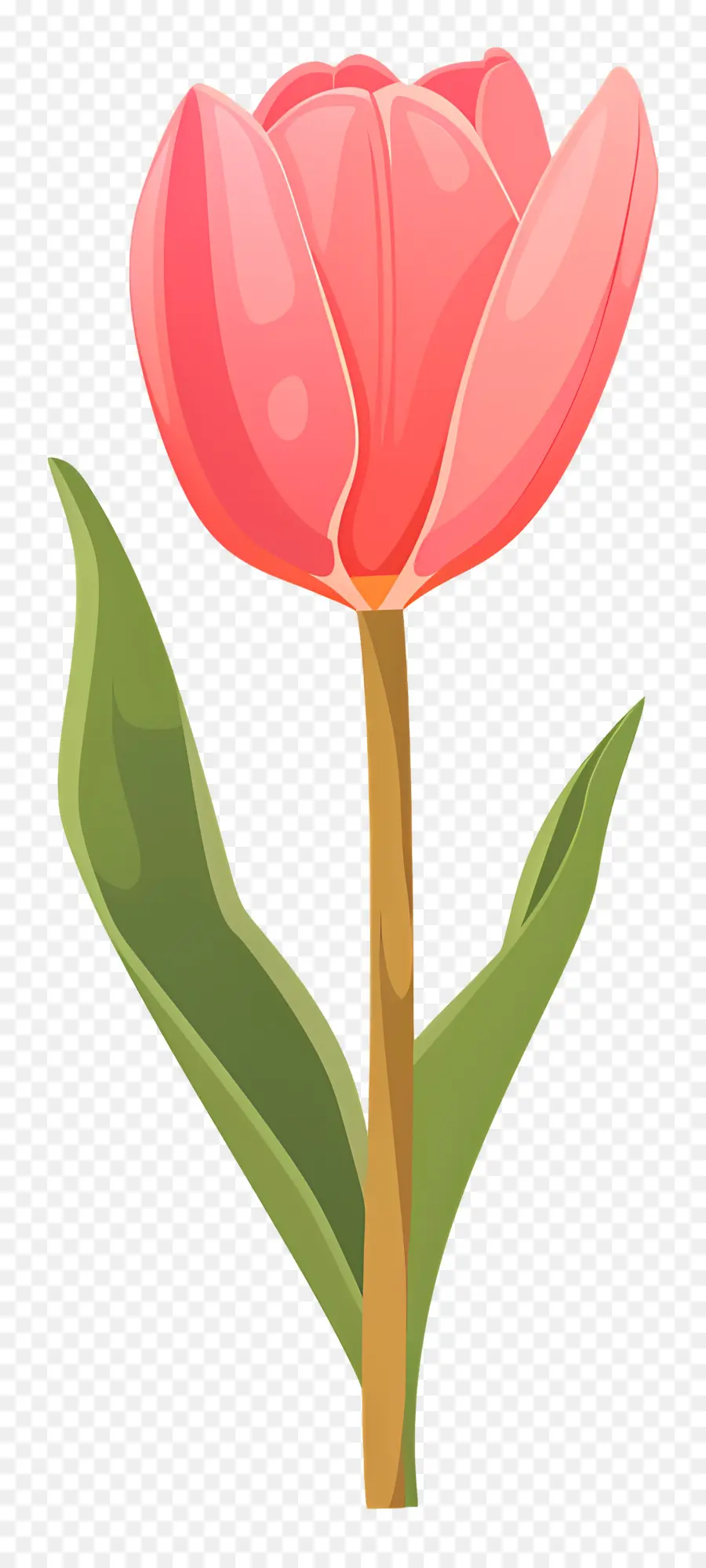 Fleur De Tulipe，Fleurs Colorées PNG