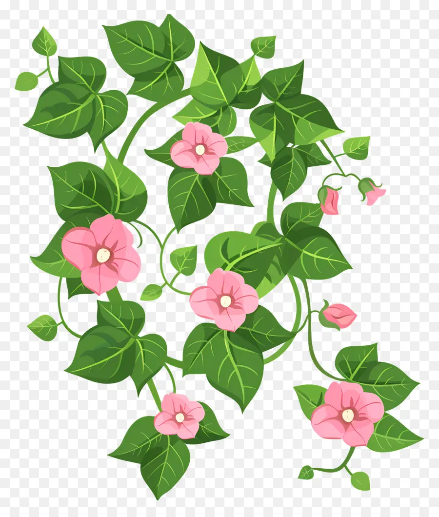 Lierre De Jardin，Vigne En Fleurs PNG