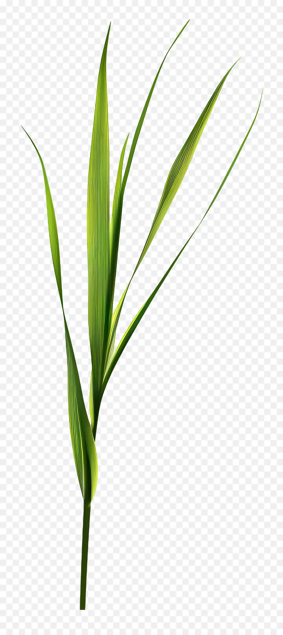 Lame D'herbe，Plante PNG