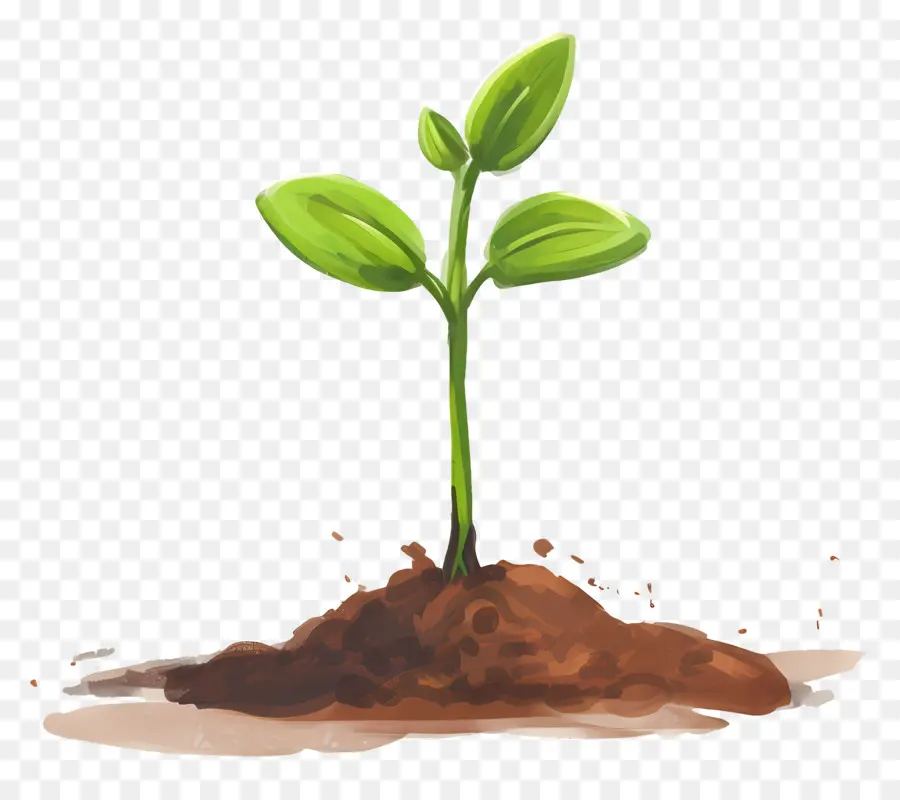 Plante De Pousse Verte，Plant PNG