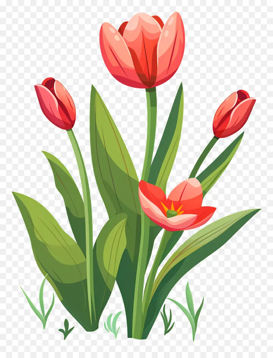 Fleur De Tulipe，Tulipes Rouges Et Violettes PNG