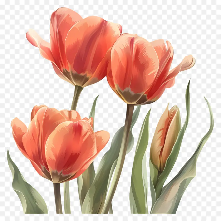 Fleur De Tulipe，Tulipes PNG