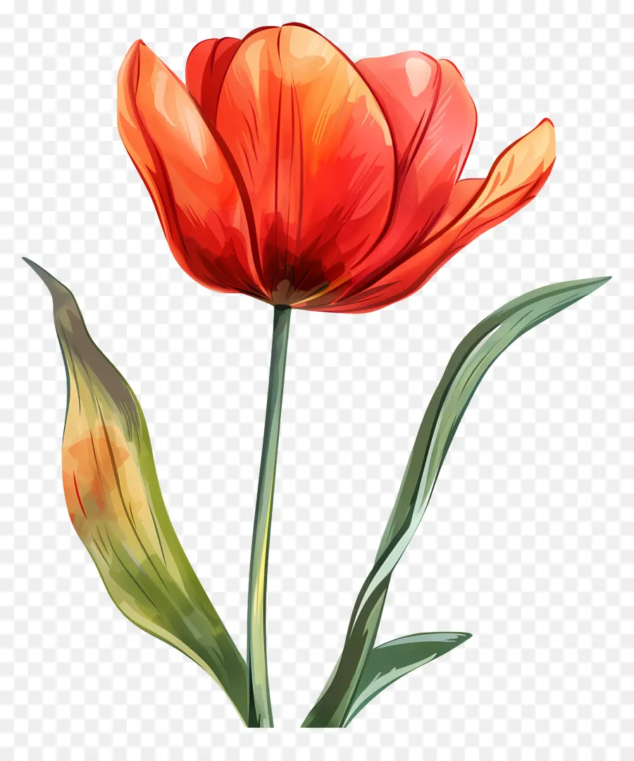 Fleur De Tulipe，Fleur Rouge PNG