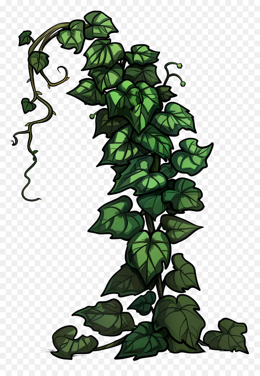 Lierre De Jardin，Plante De Lierre PNG