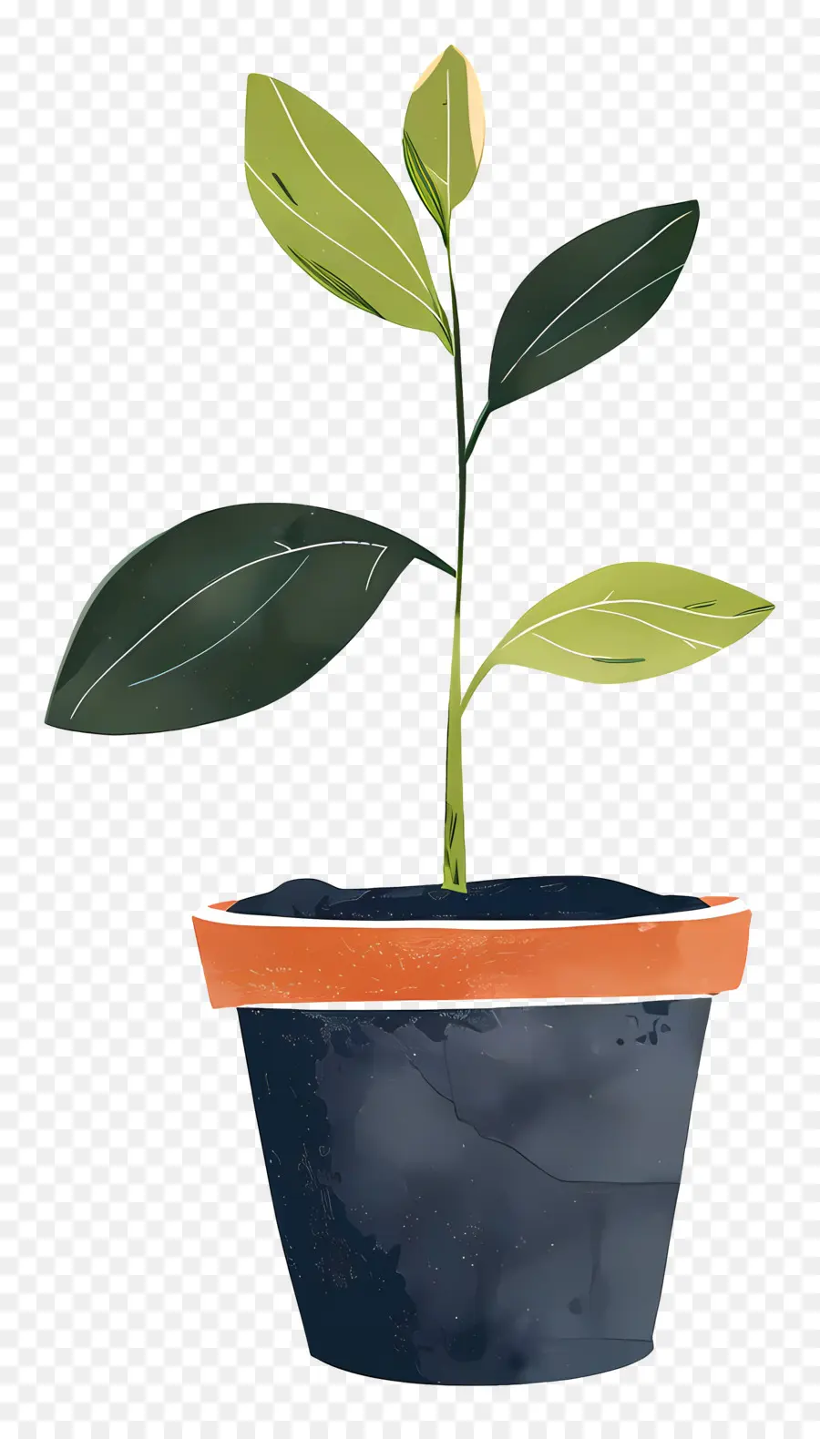 Plante à Germes Verts，Plante En Pot PNG