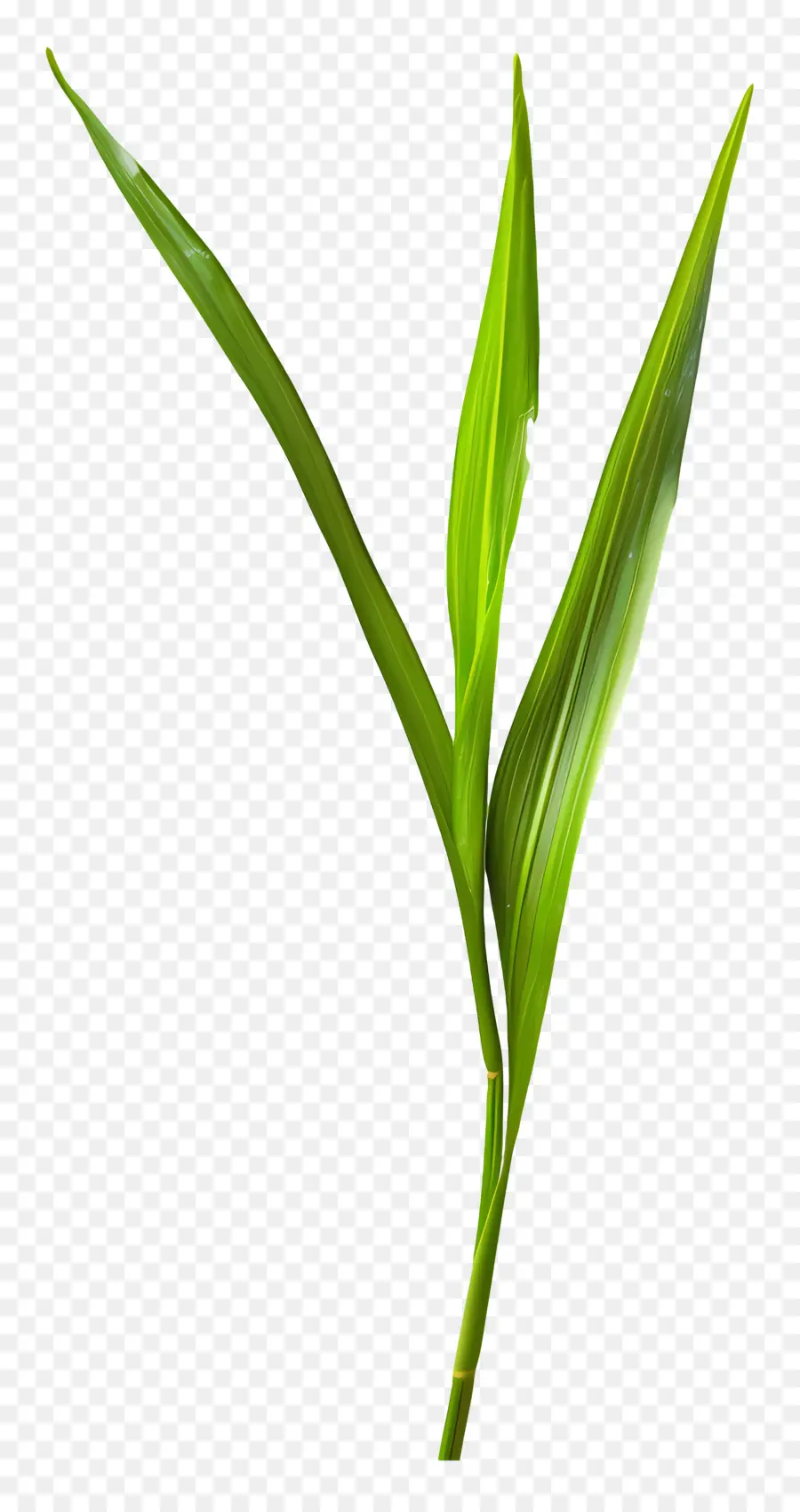 Brin D'herbe，Usine PNG