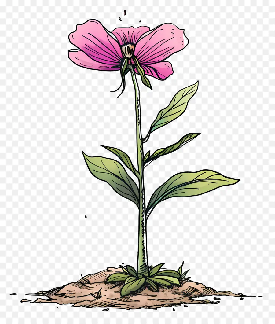 Fleur Rose，Bloom PNG