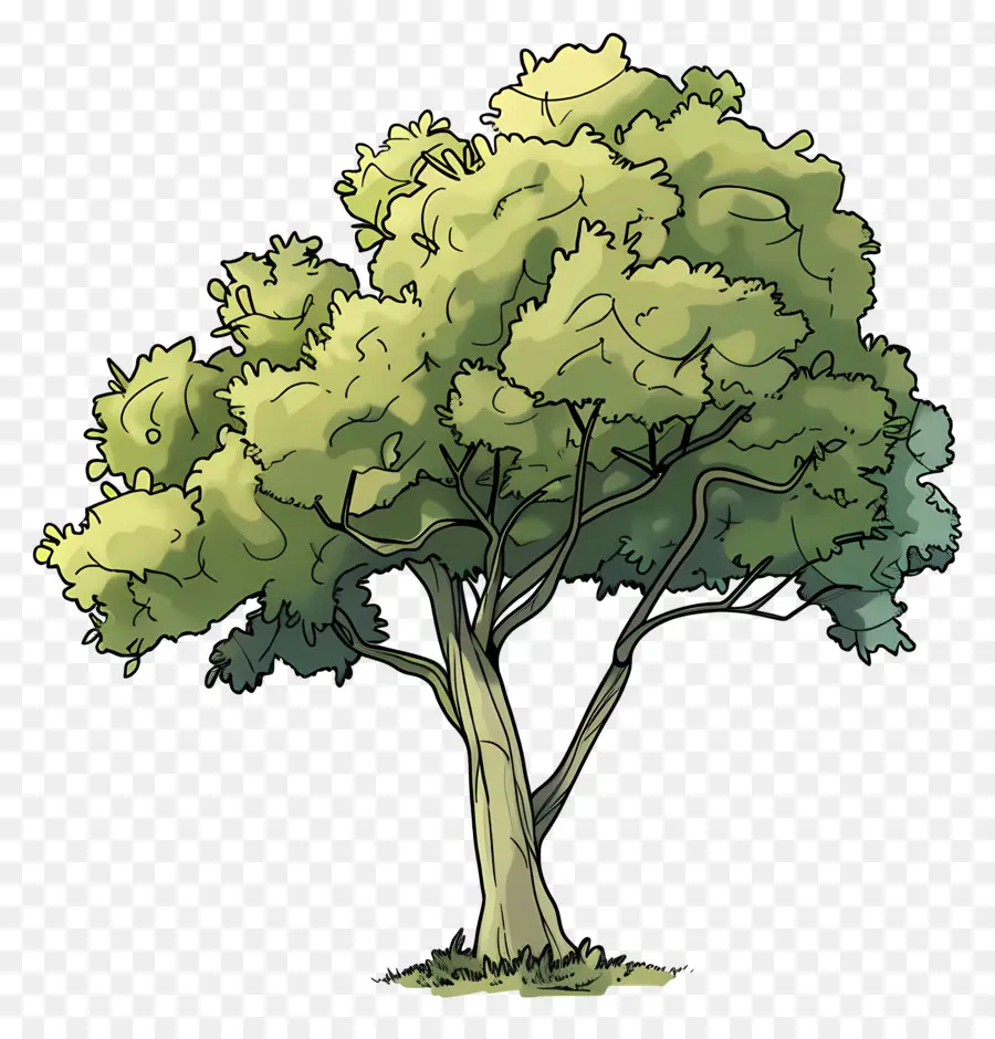 Arbre De Jardin，Arbre Illustration PNG