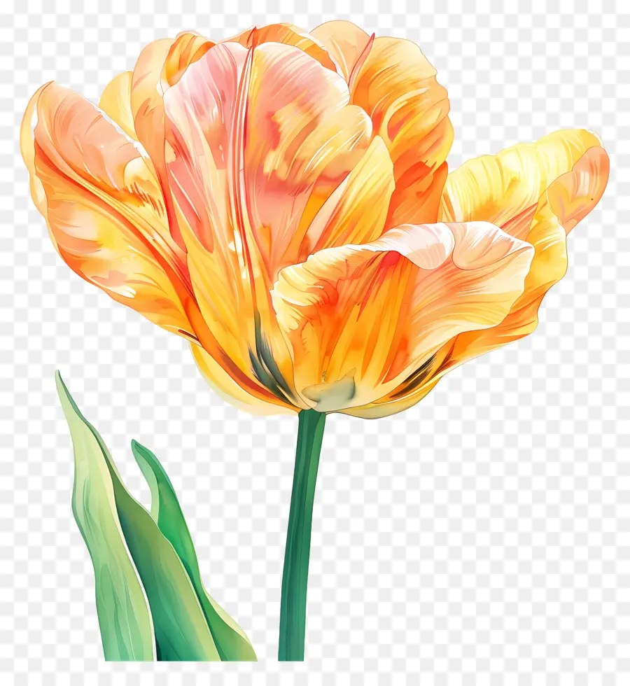 Fleur De Tulipe，Tulipes PNG