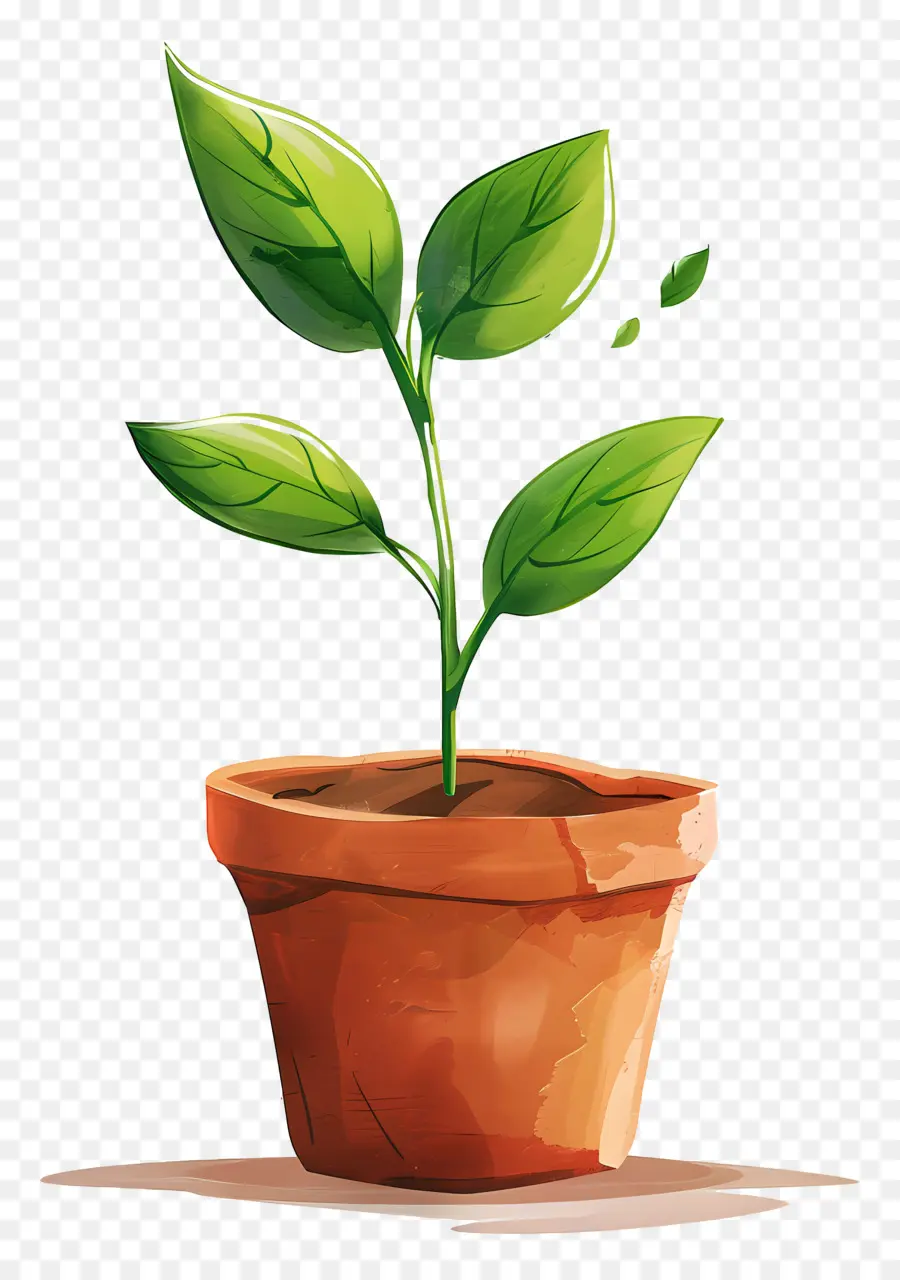 Plante à Germes Verts，Plante En Pot PNG