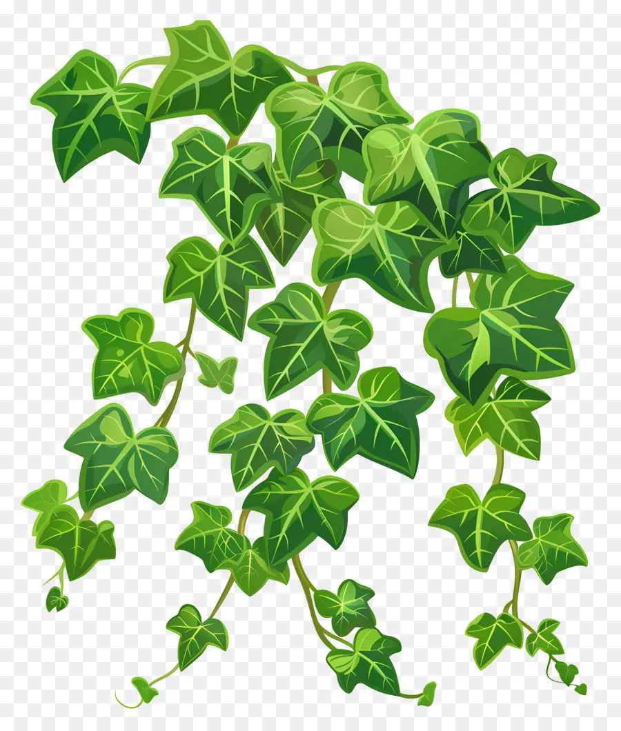 Lierre De Jardin，Plante De Lierre PNG