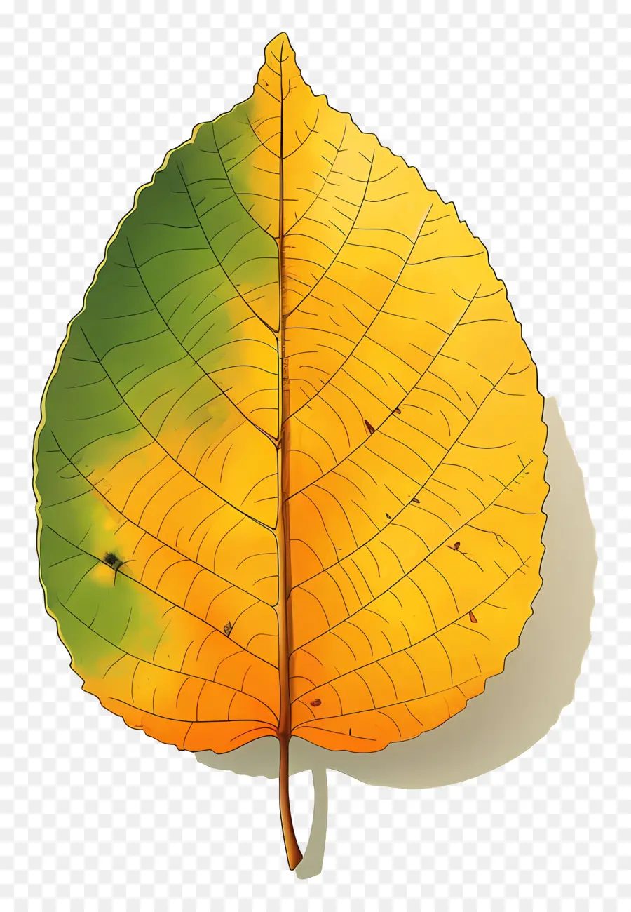 Feuille D'automne，Feuille Colorée PNG