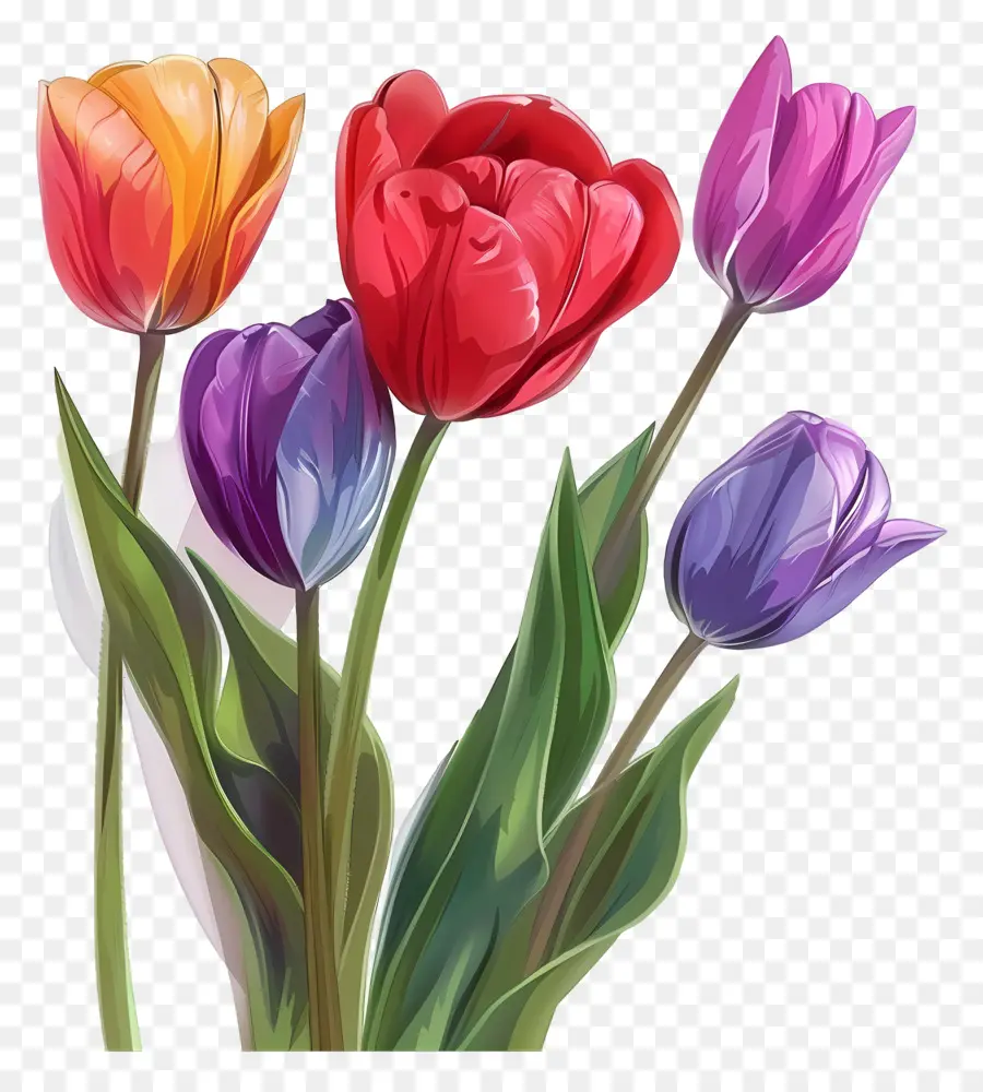 Fleur De Tulipe，Tulipes Roses PNG