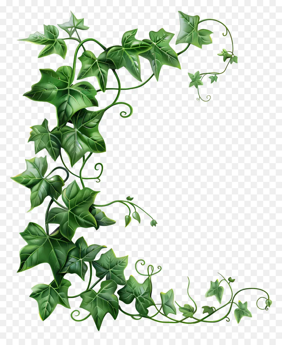 Lierre De Jardin，Lierre Vert PNG