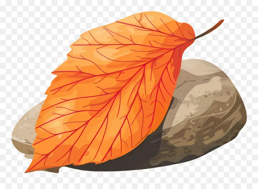 Feuille D'automne Sur Roche，Feuille Et Roche PNG