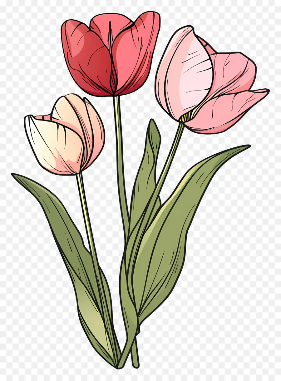 Fleur De Tulipe，Fleur Rose PNG