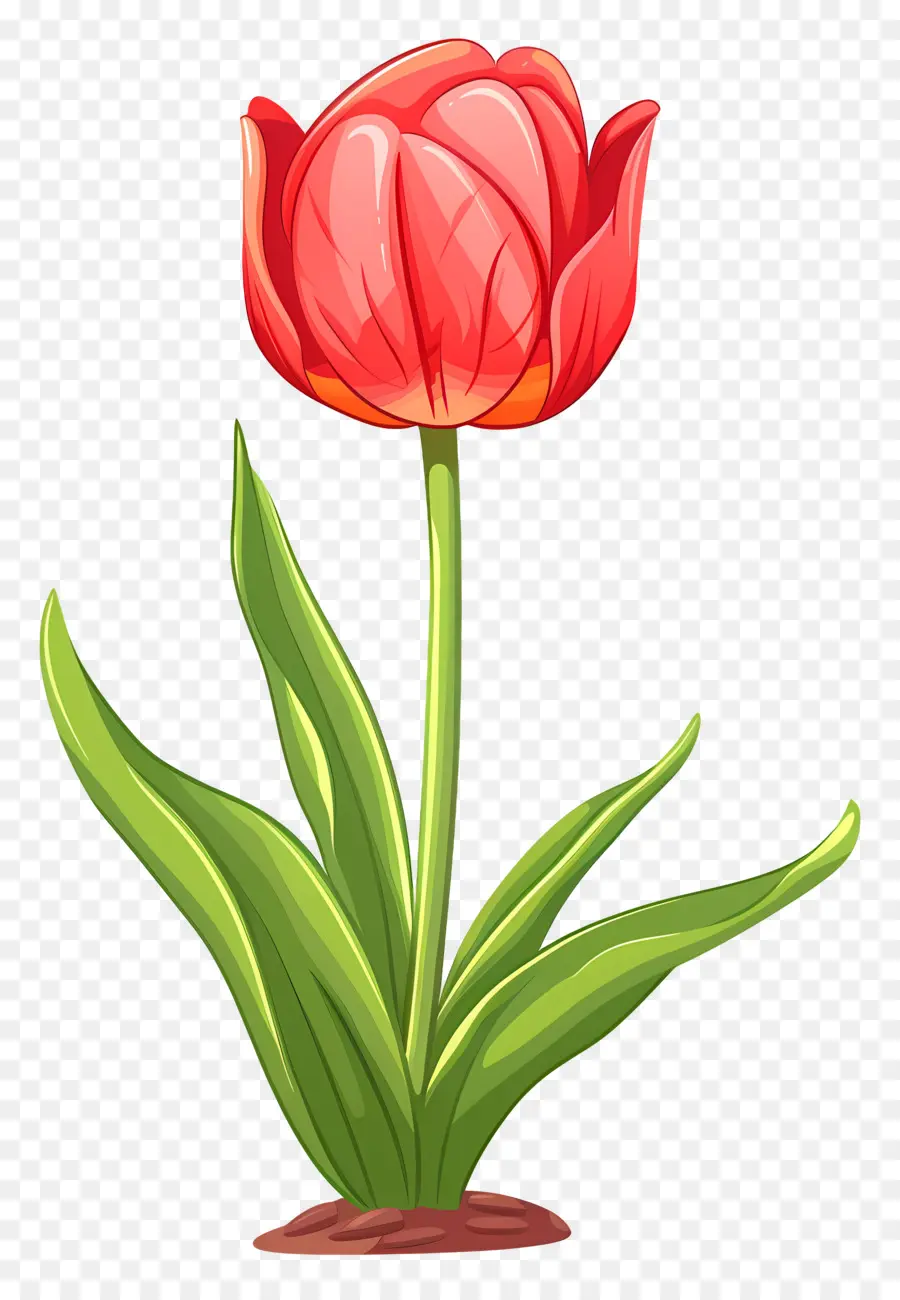 Fleur De Tulipe，Tulipe PNG