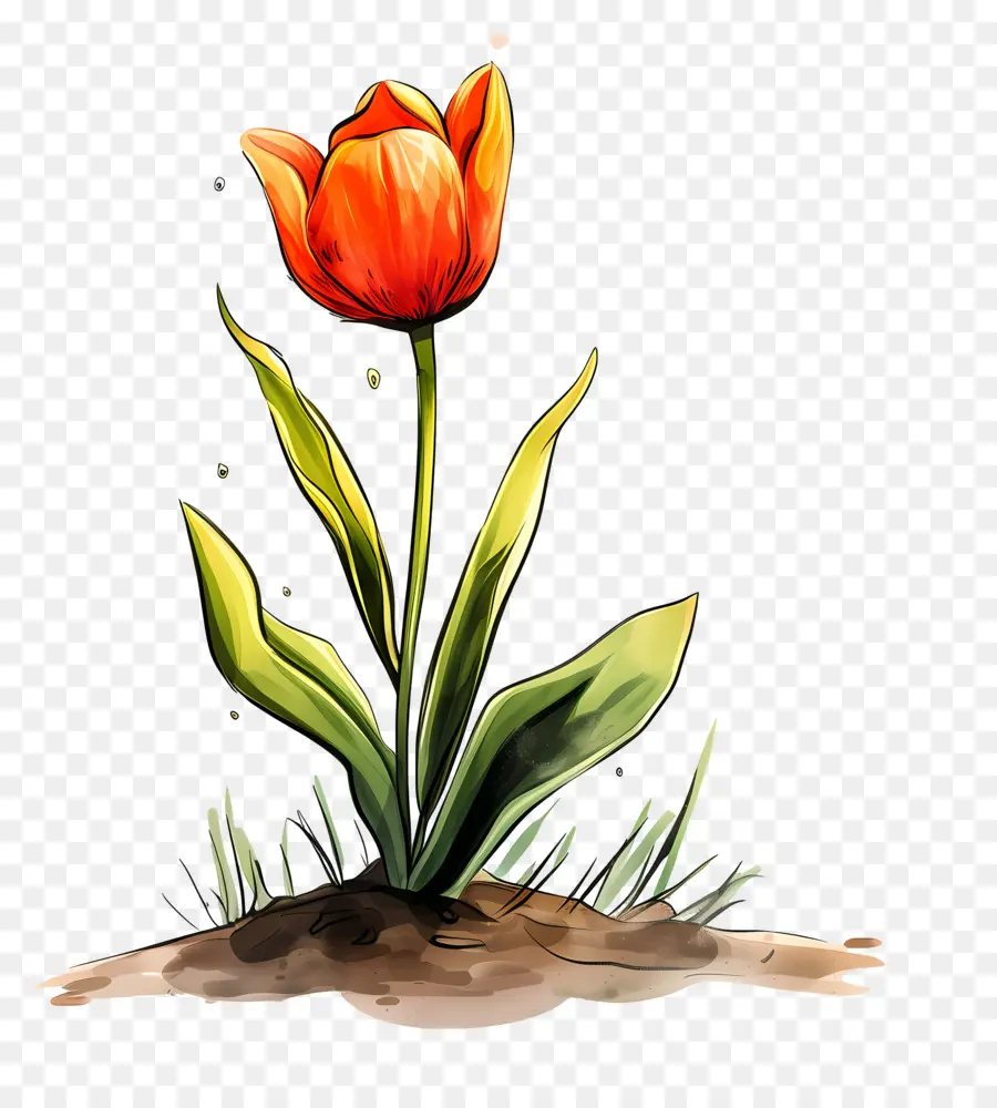 Fleur De Tulipe，Tulipe PNG