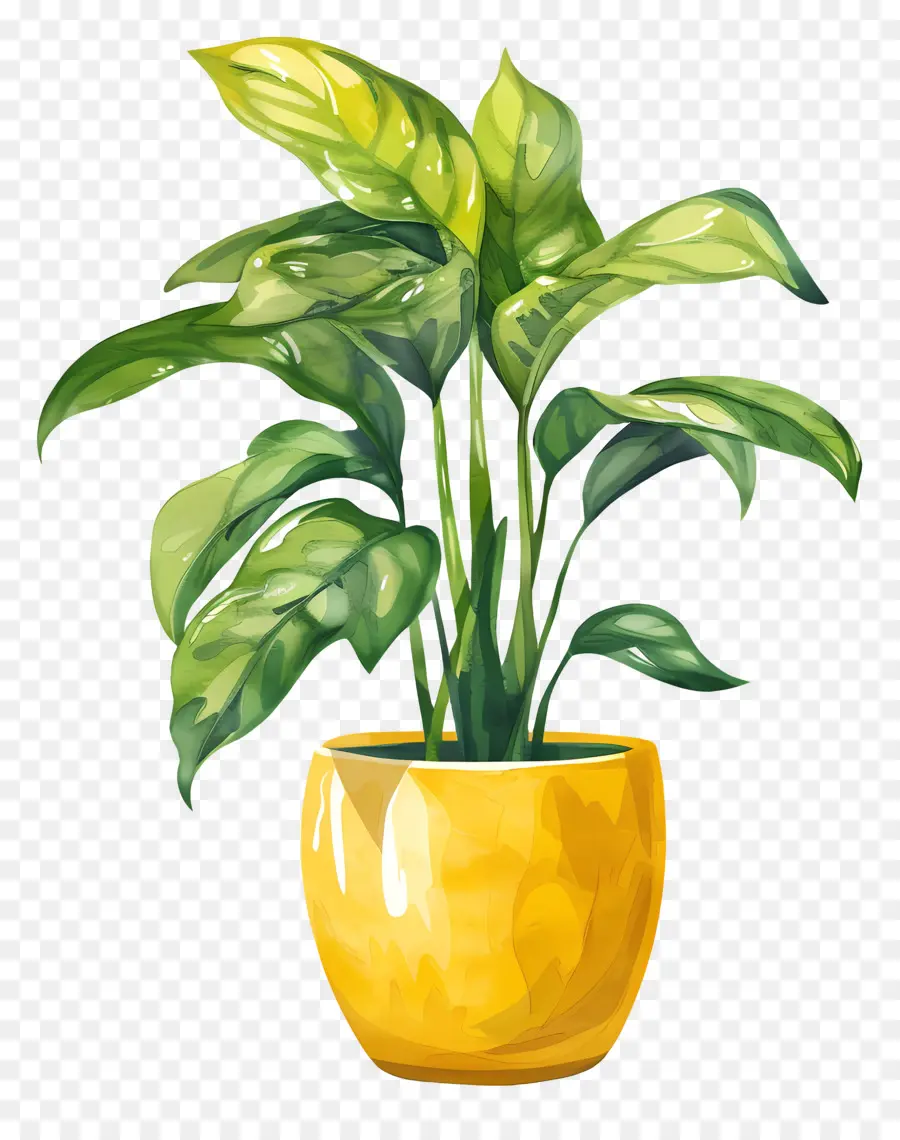 Plante D'intérieur，Plante Verte En Pot PNG