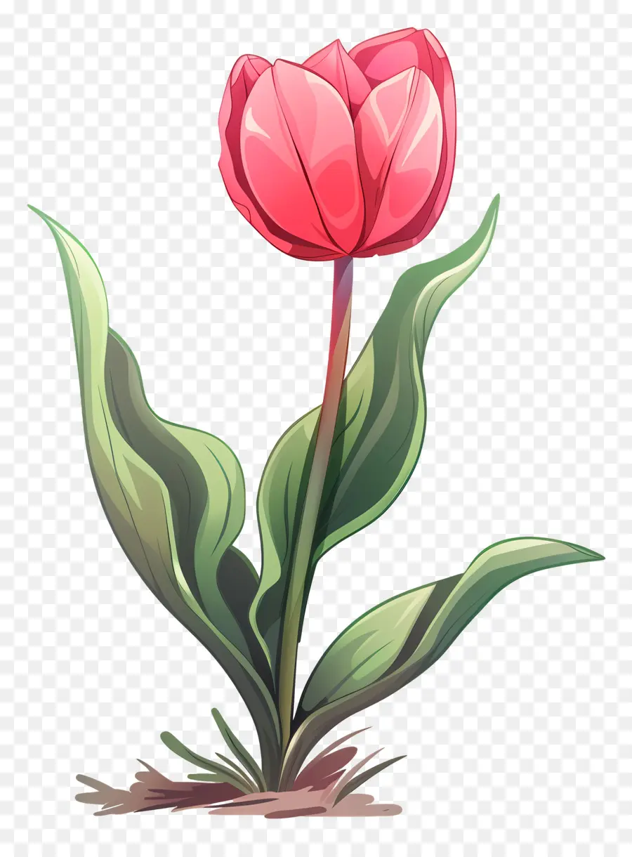 Fleur De Tulipe，Tulipe PNG