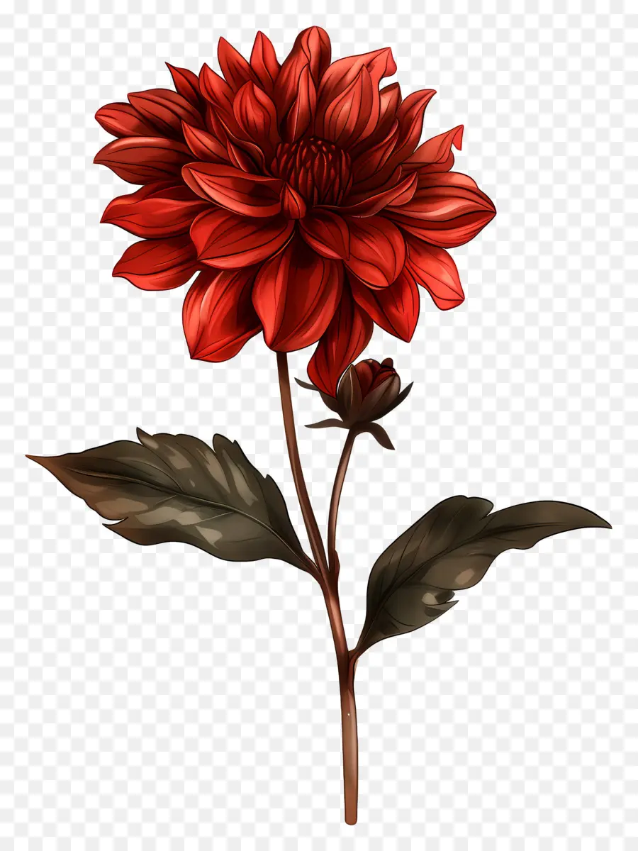 Fleur Rouge，Fleur PNG