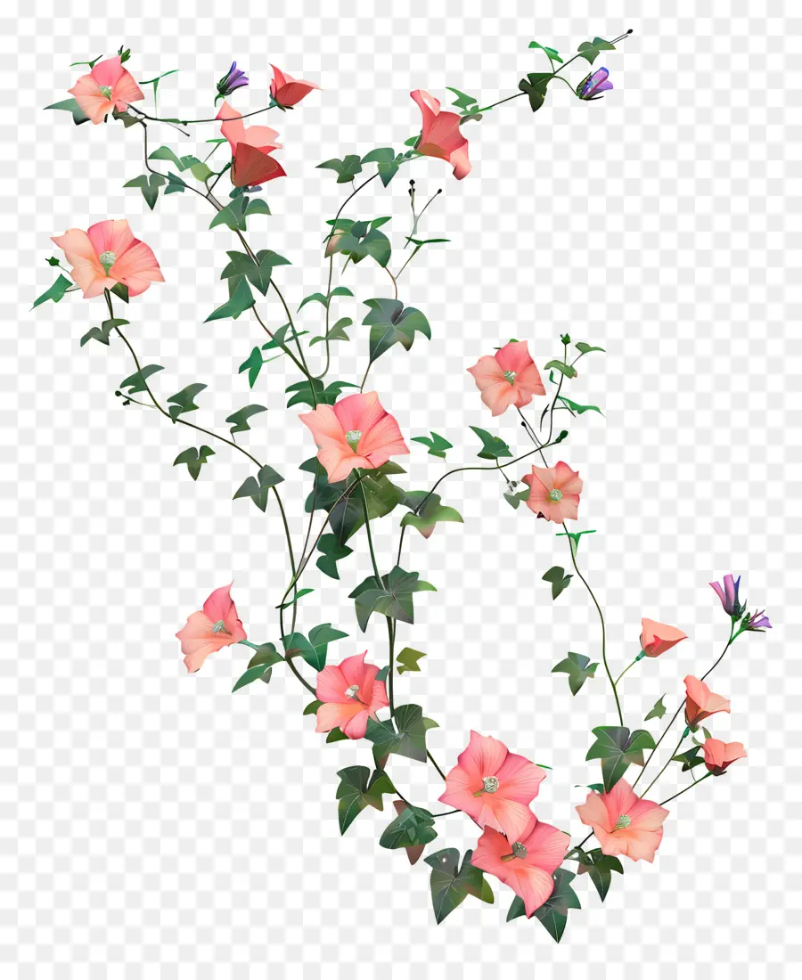 Fleur De Vigne，Fleurs Roses PNG