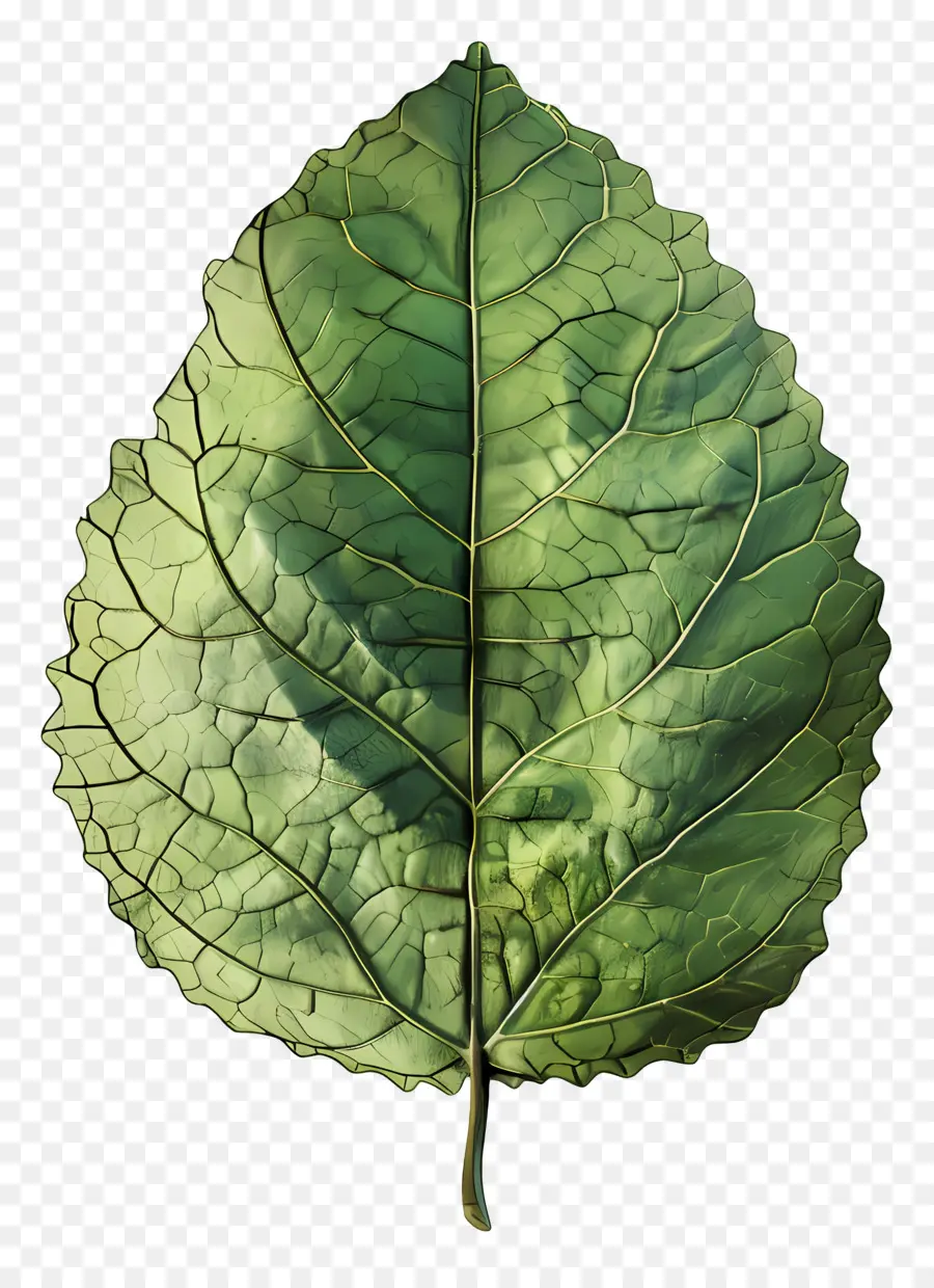 Nature Foliaire，Feuille Verte PNG