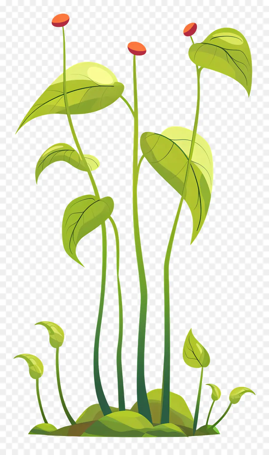 Vigne De La Jungle，Plante Verte PNG