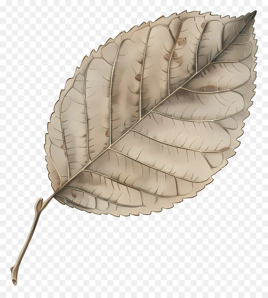 Feuille Nature，Feuille Brune PNG