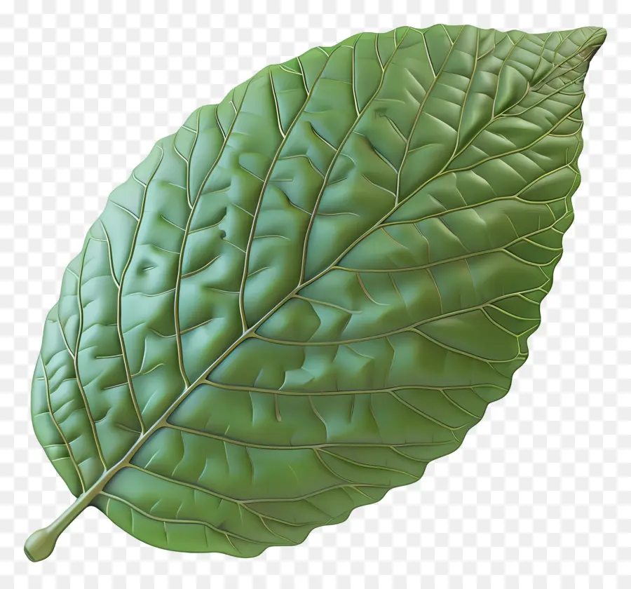 Feuille Nature，Feuille Verte PNG