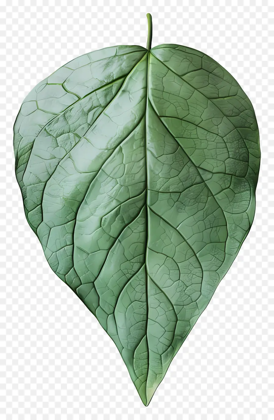 Feuille Nature，Feuille Verte PNG