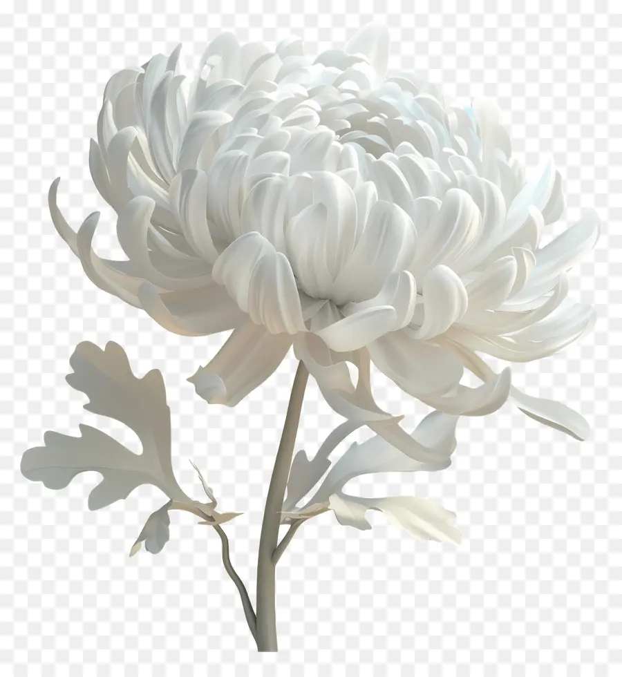 Blanc, Chrysanthème，Fleur Blanche PNG