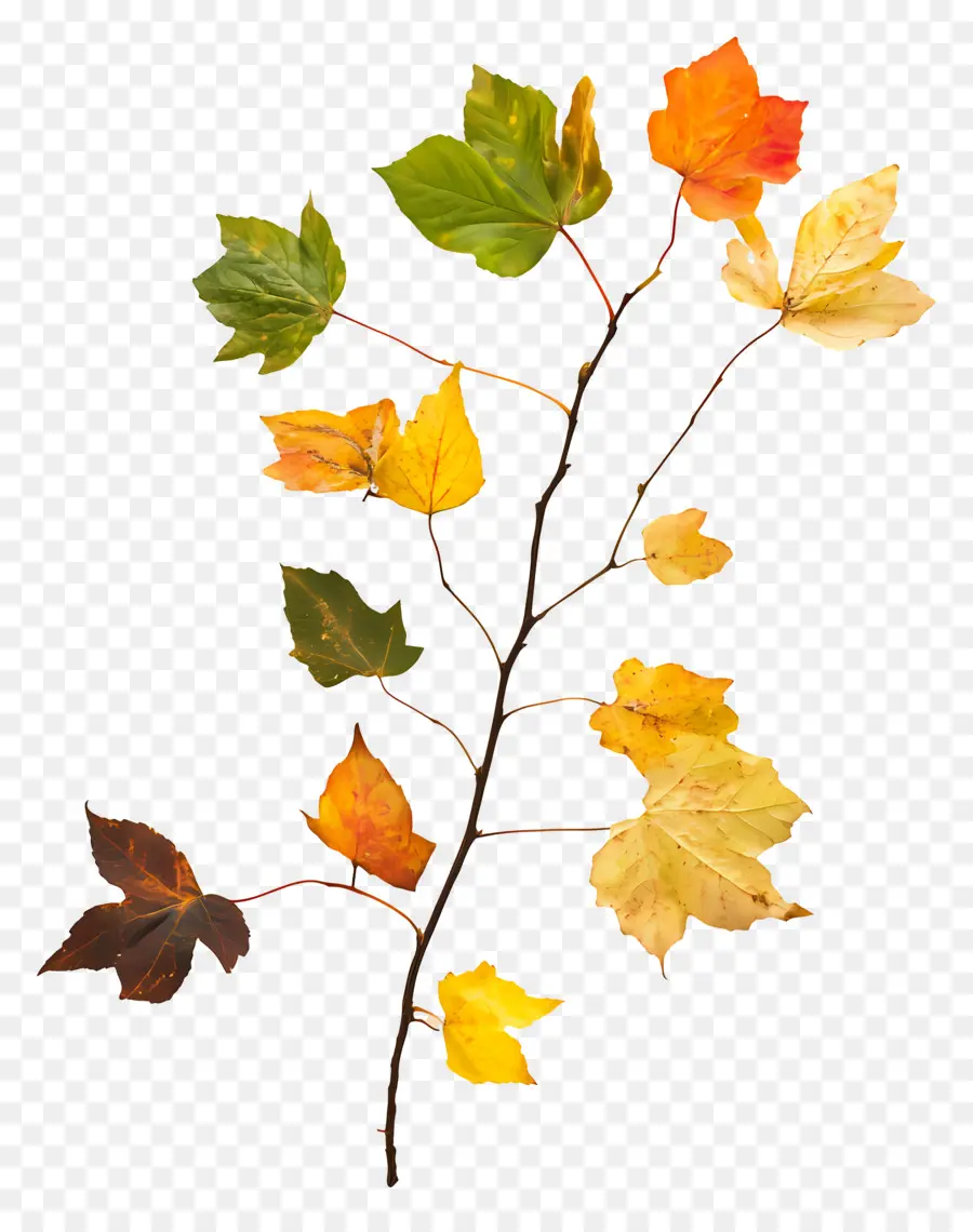 L'automne Commence，Les Feuilles De L'automne PNG