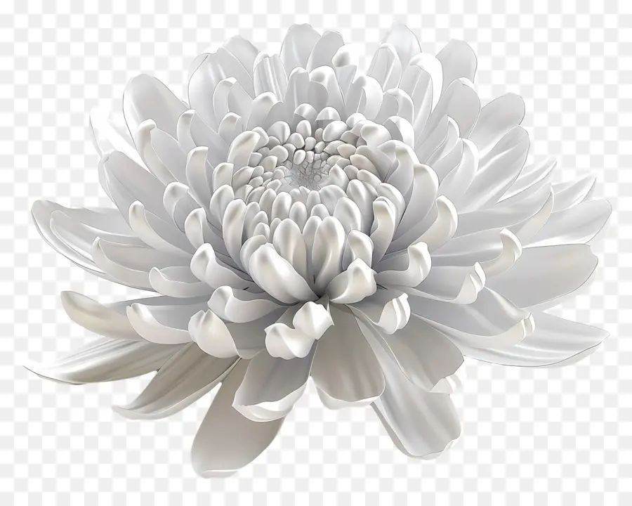 Blanc, Chrysanthème，Fleur Blanche PNG