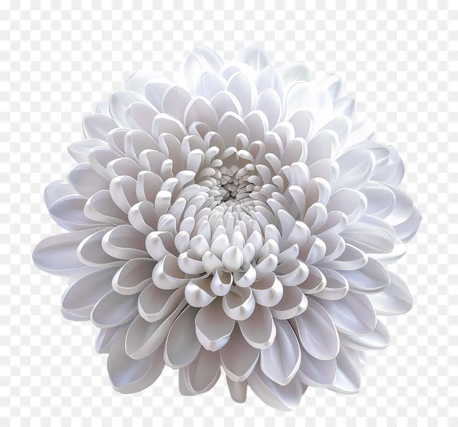 Blanc, Chrysanthème，Fleur Blanche PNG