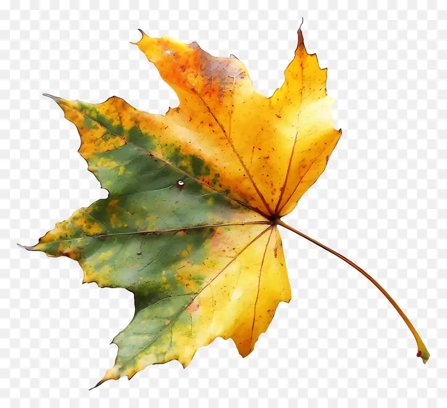 L'automne Commence，Feuille D'automne PNG