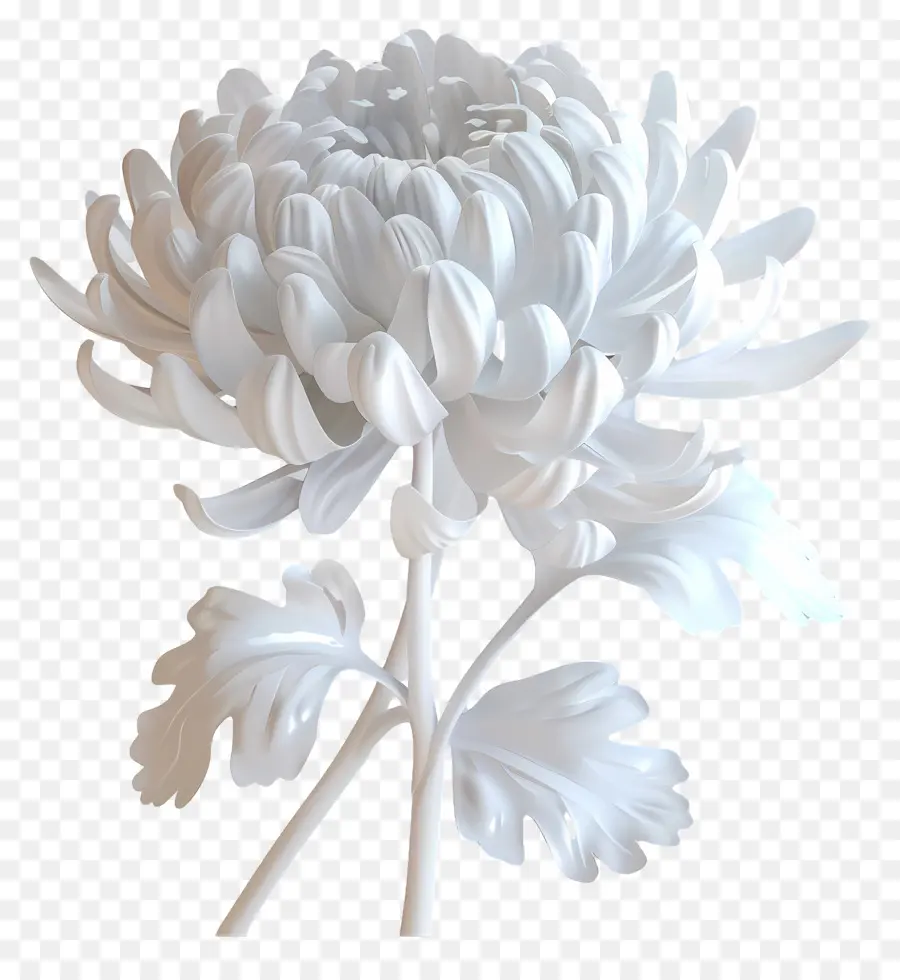 Chrysanthème Blanc，Fleur Blanche PNG