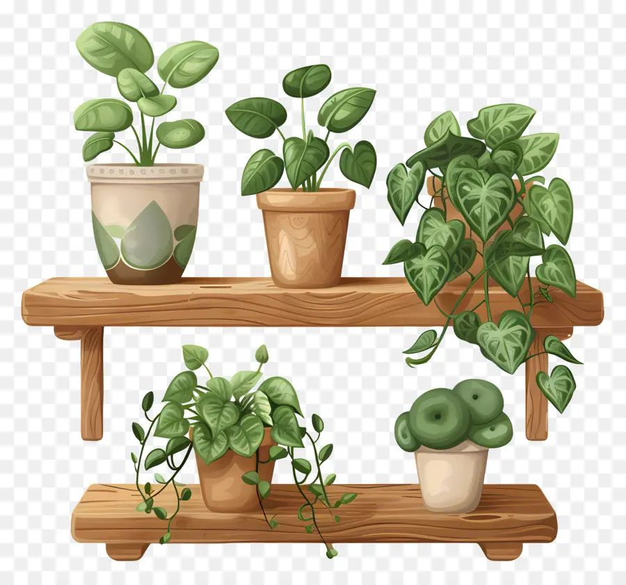 Les Plantes En Pot，Les Plantes PNG