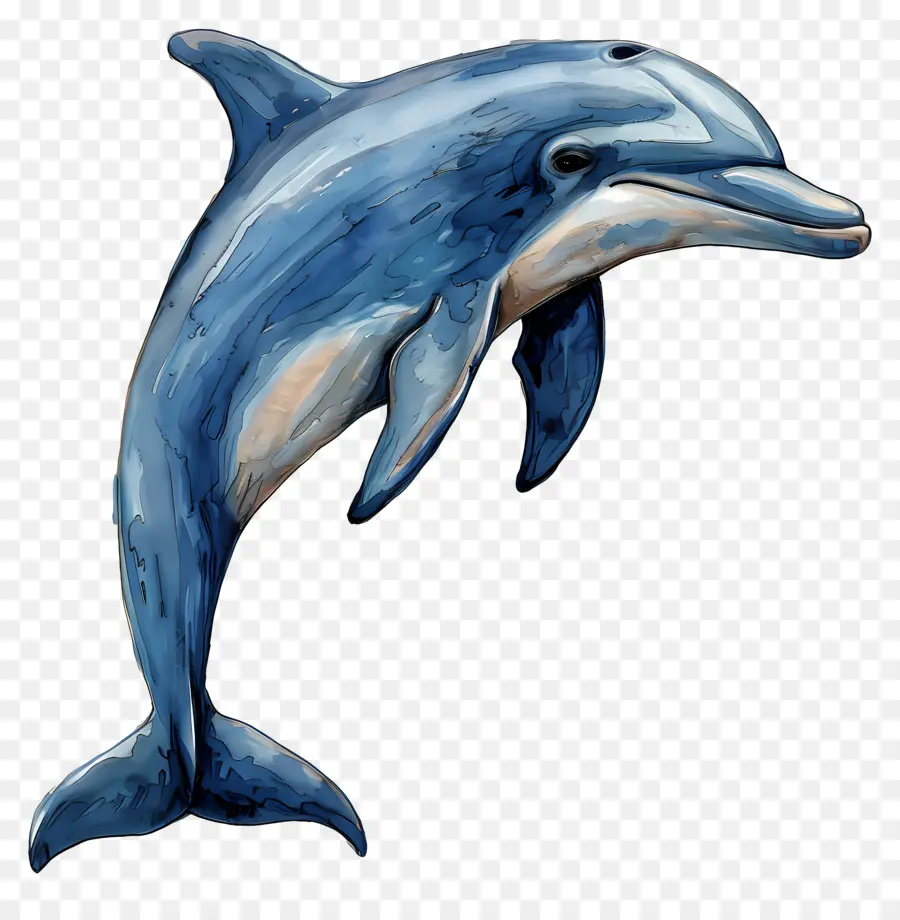 Dauphin，Dauphins PNG