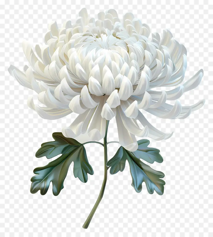 Chrysanthème Blanc，Fleur Blanche PNG