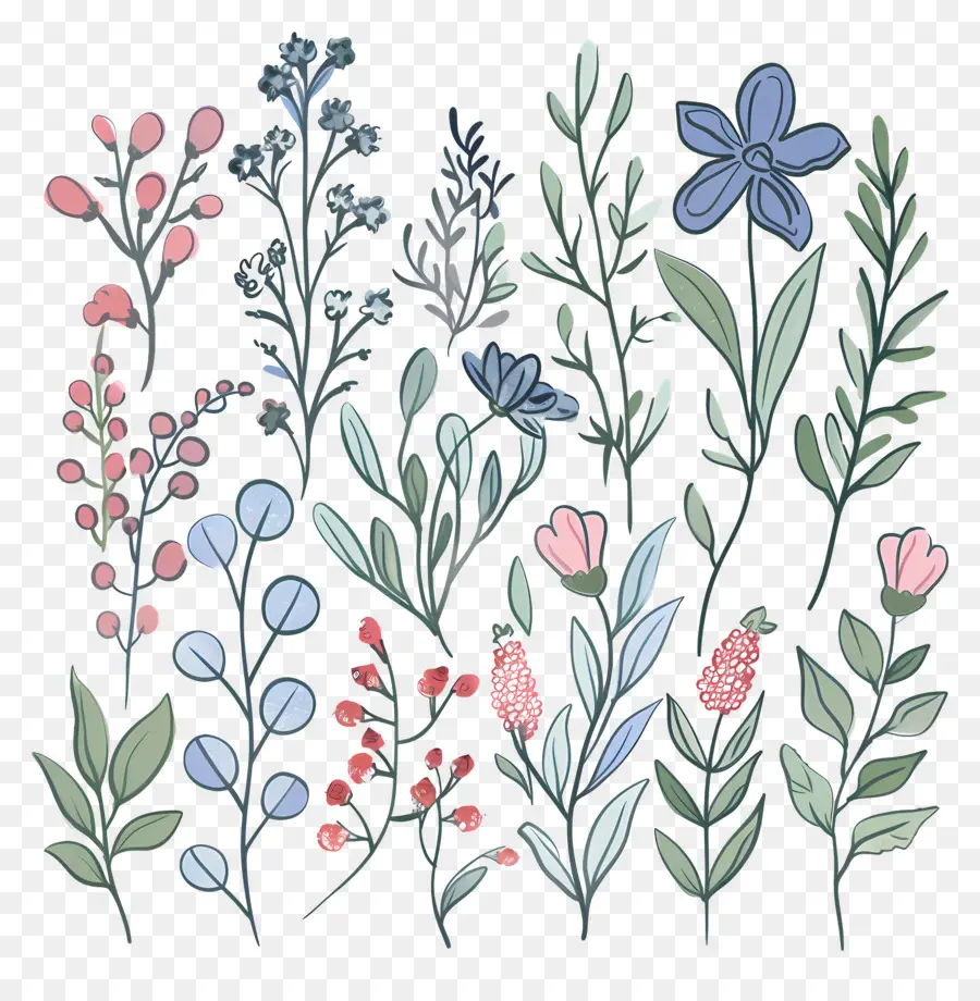 Herbes Et Baies，Illustration Florale PNG