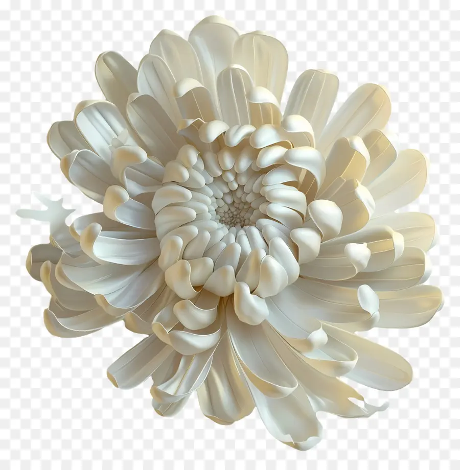 Chrysanthème Blanc，Fleur Blanche PNG