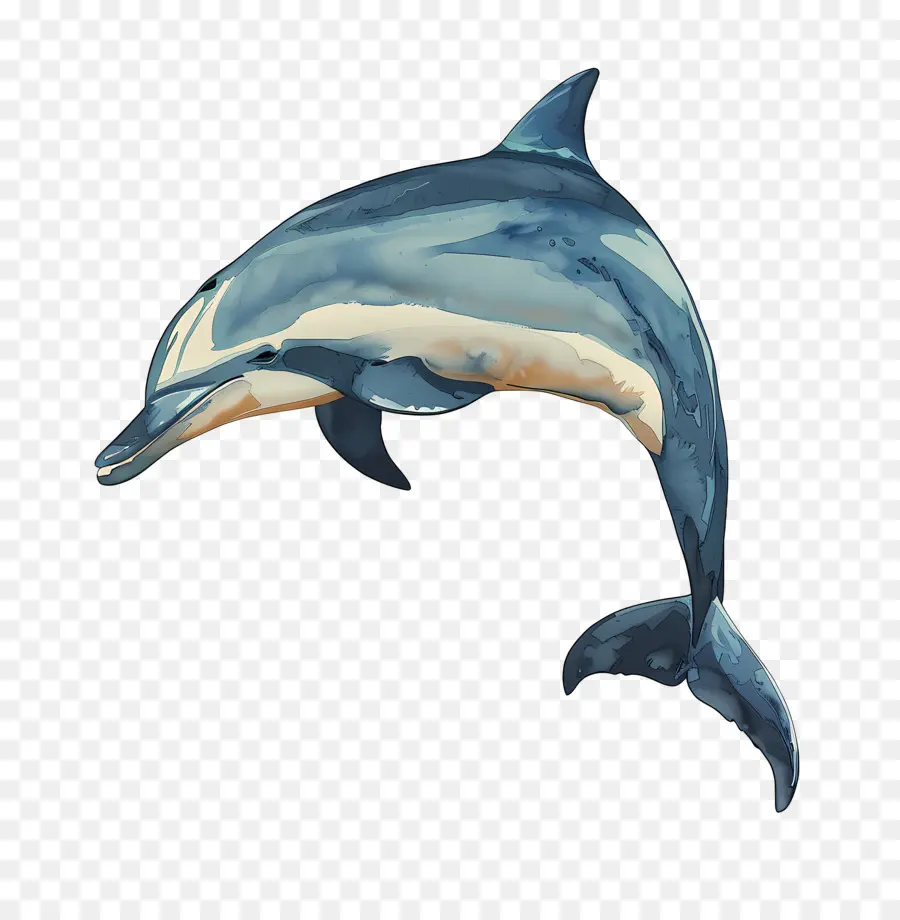 Dauphin，Les Dauphins PNG